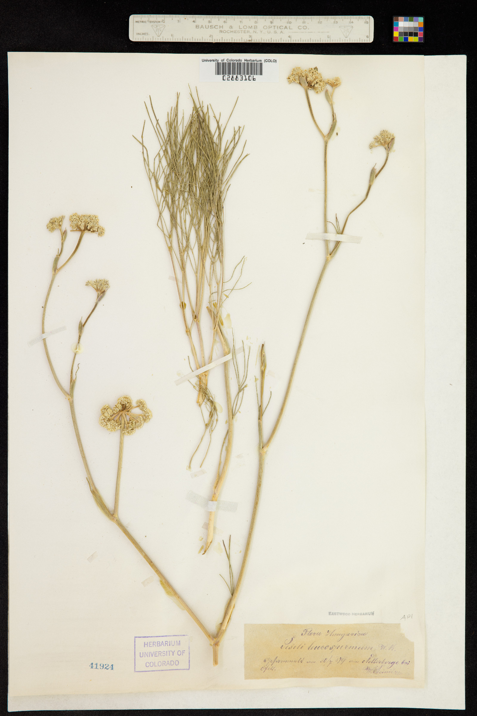 Seseli leucospermum image