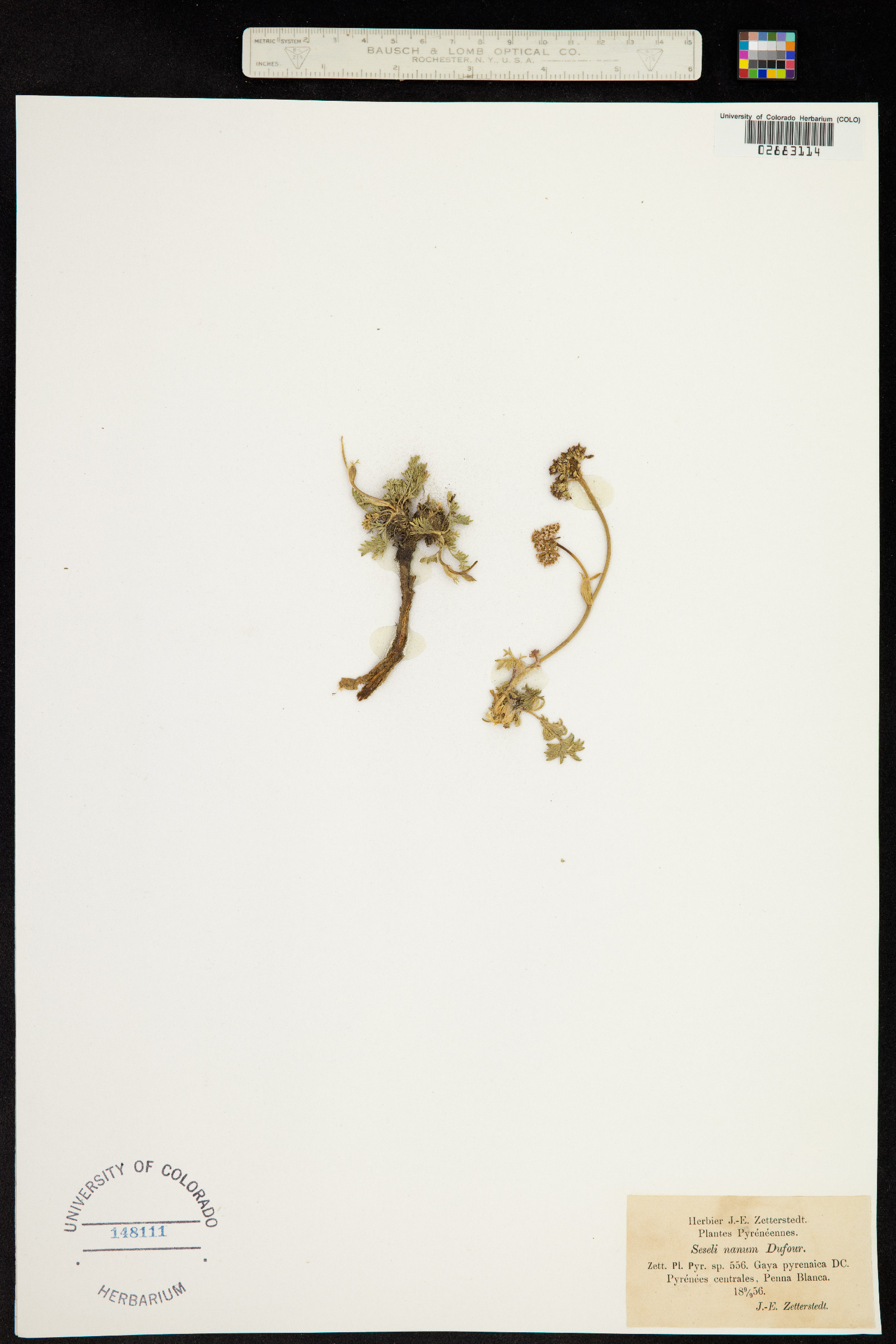 Seseli montanum subsp. montanum image