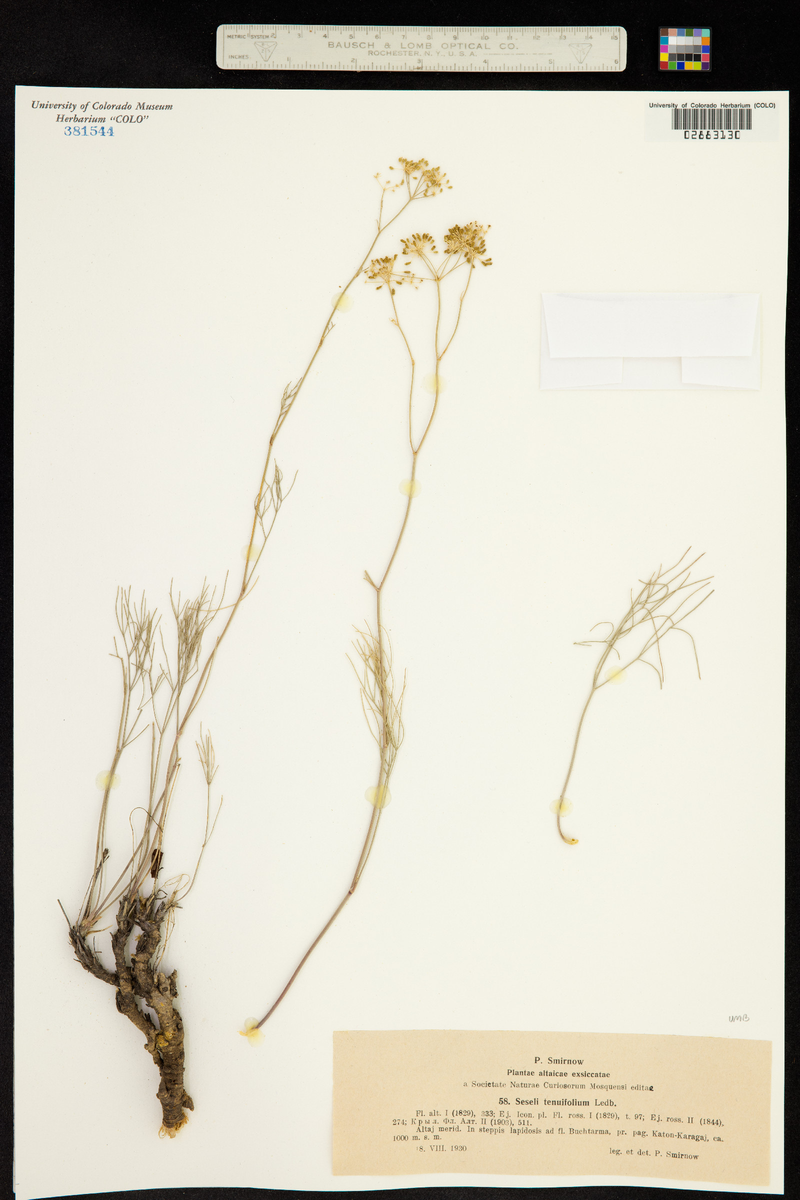 Seseli glabratum image