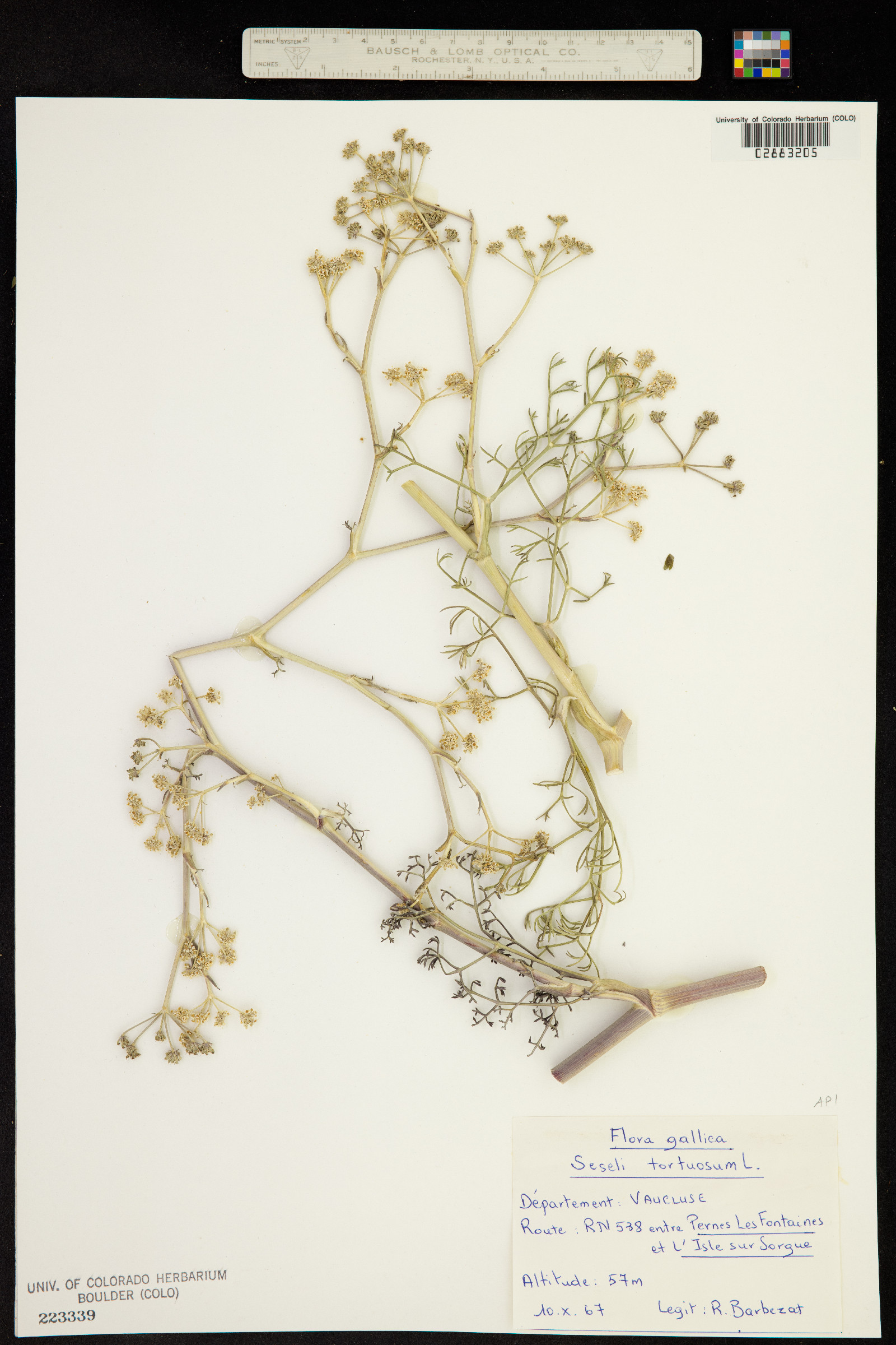 Seseli tortuosum image