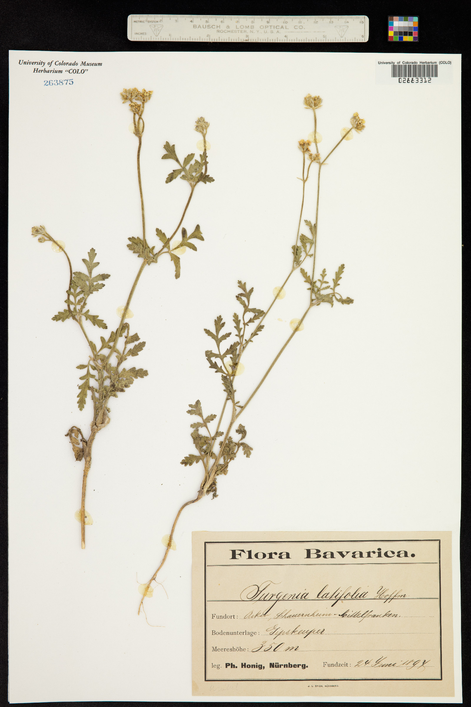 Turgenia latifolia image