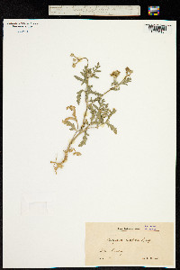 Turgenia latifolia image