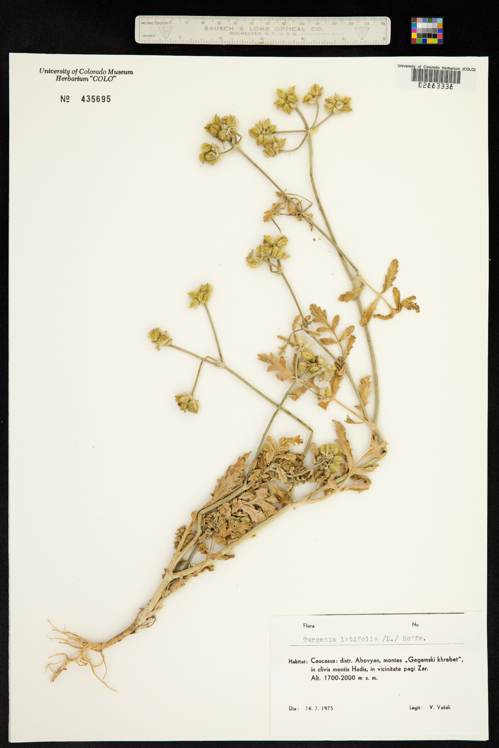 Turgenia latifolia image