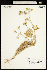 Image of Turgenia latifolia