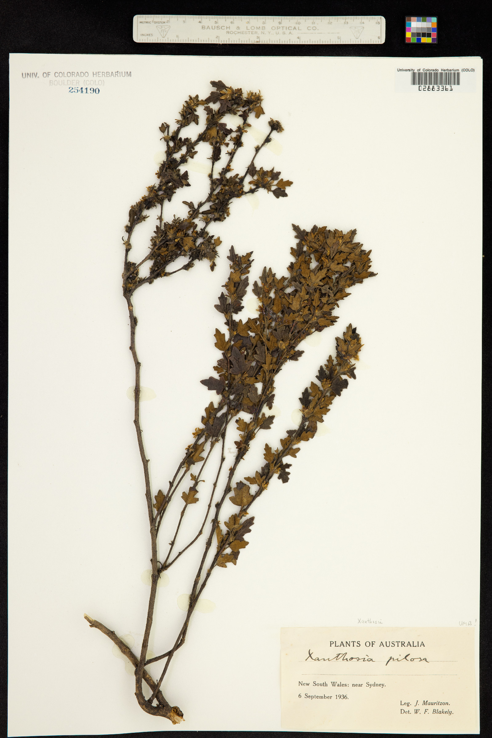 Xanthosia pilosa image