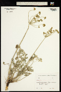 Zosima absinthifolia image