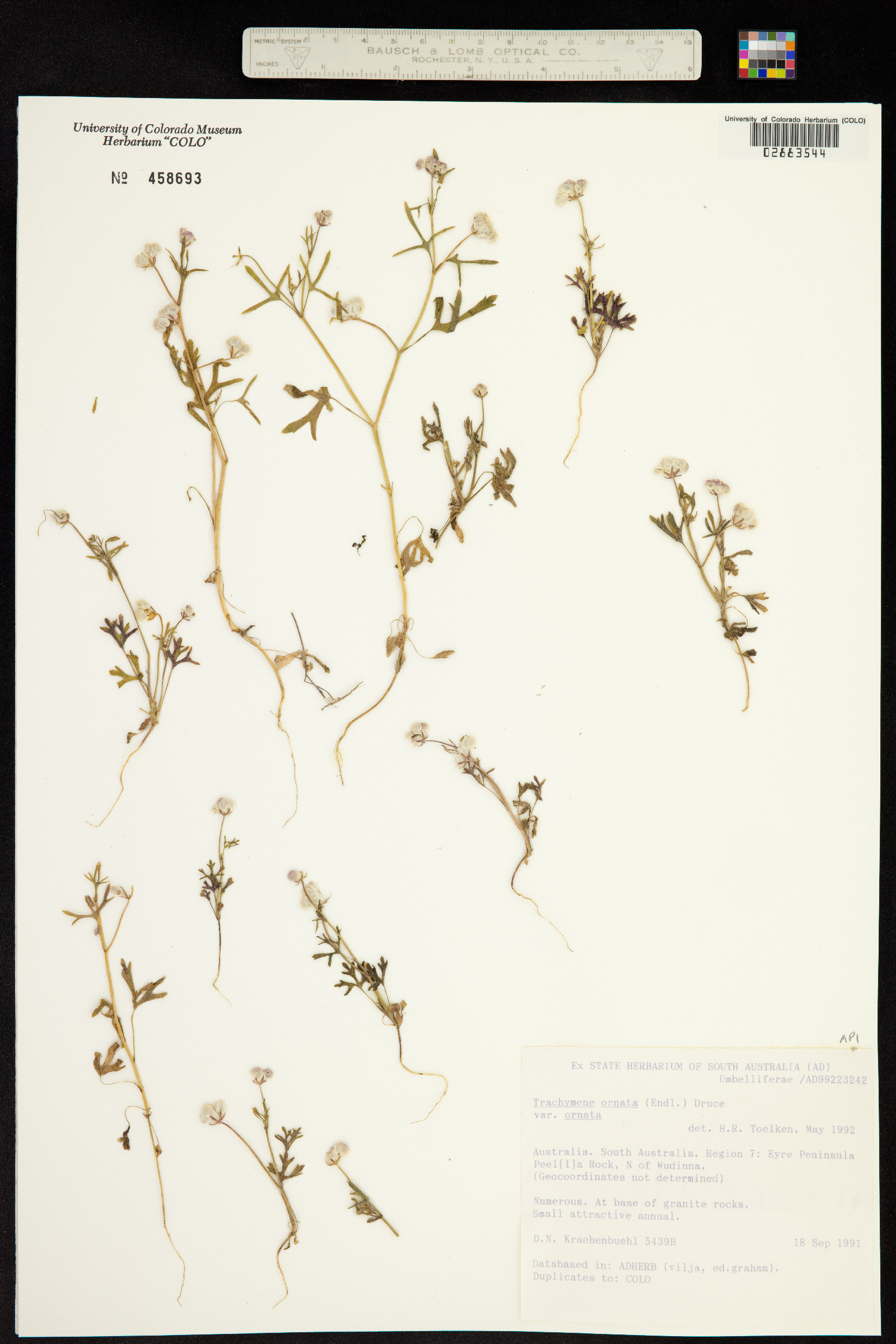 Trachymene ornata image