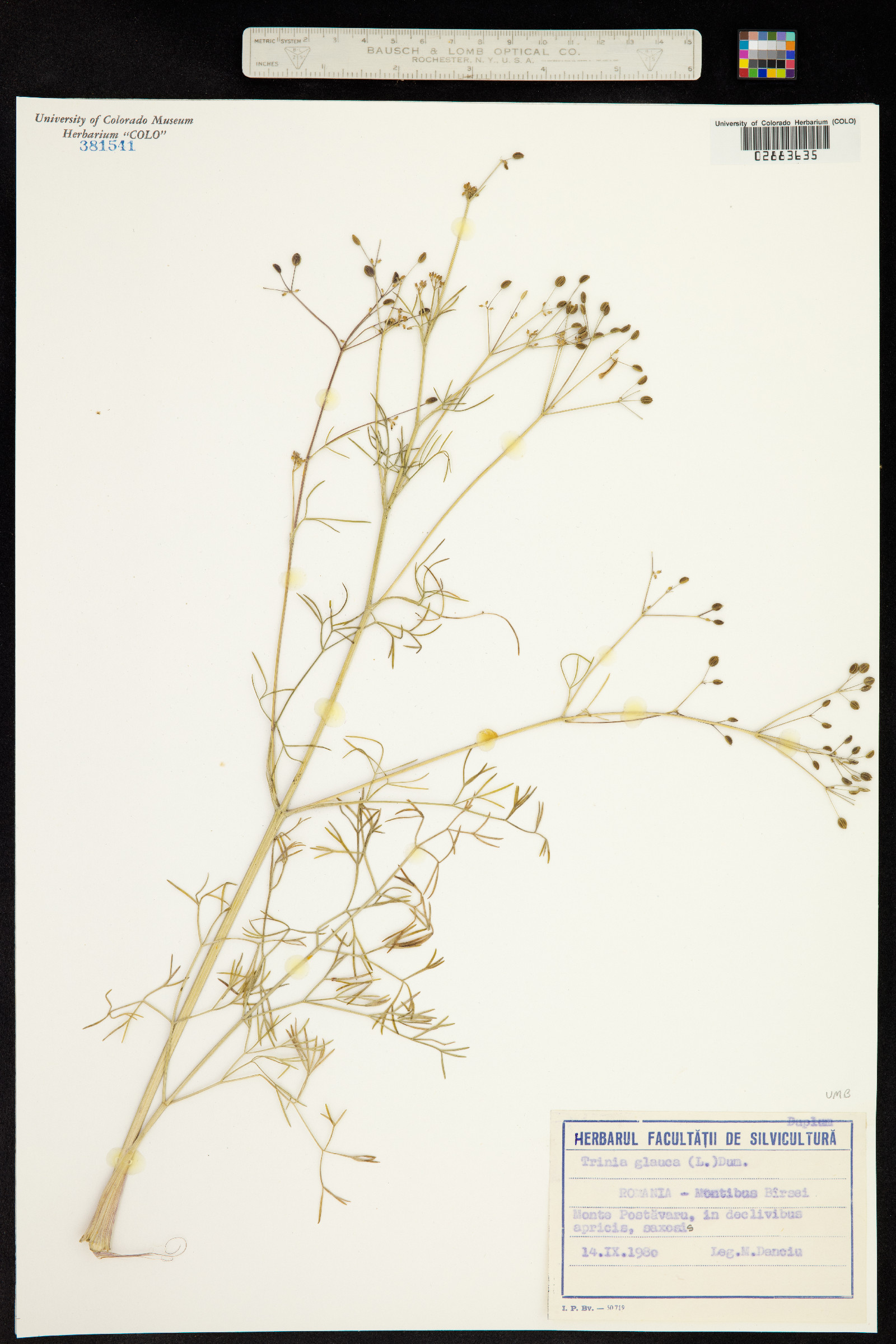 Trinia glauca image