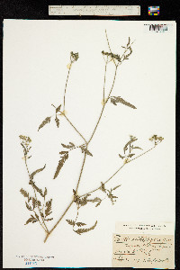 Image of Torilis heterophylla