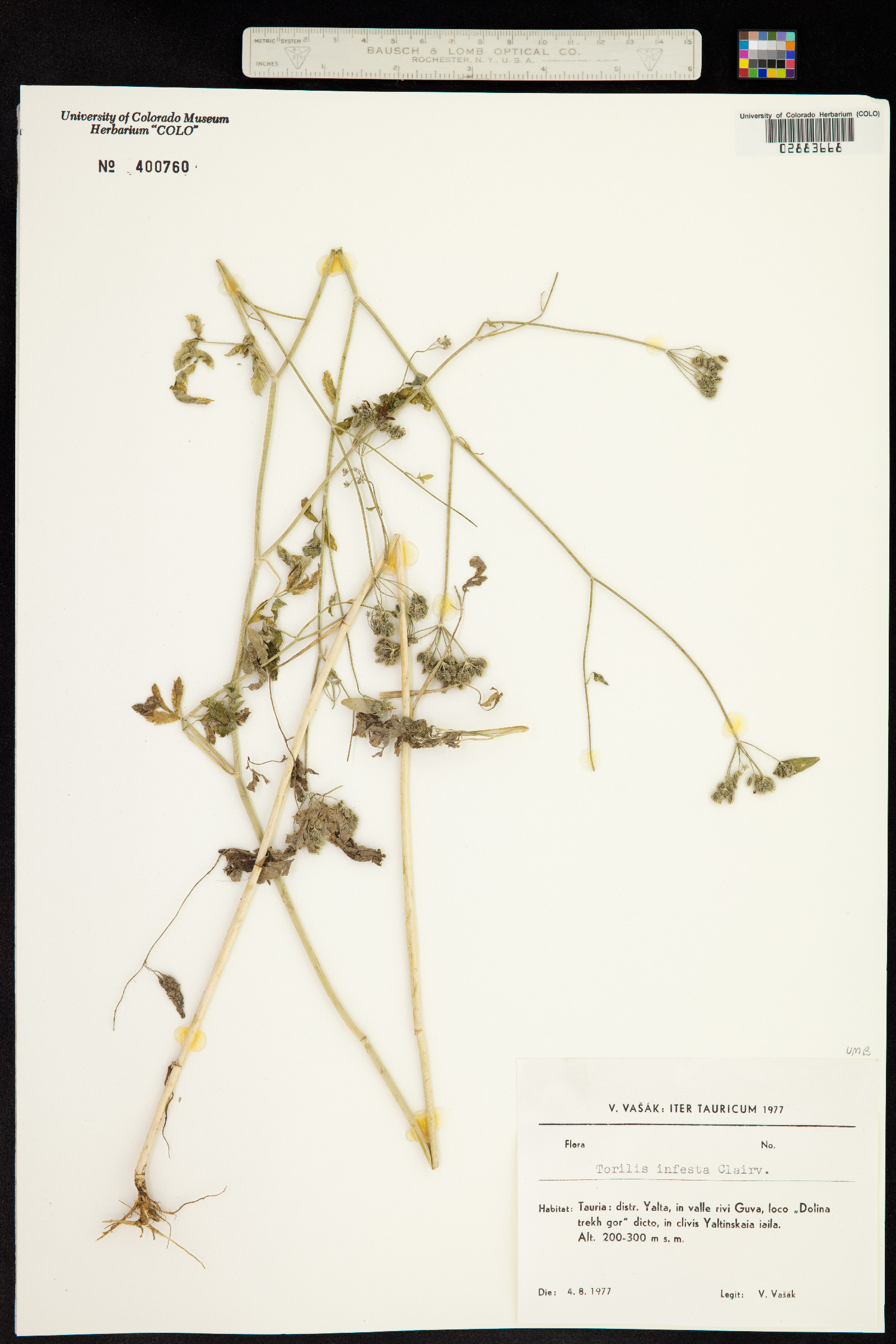 Torilis arvensis subsp. arvensis image