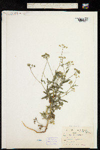 Torilis arvensis subsp. arvensis image