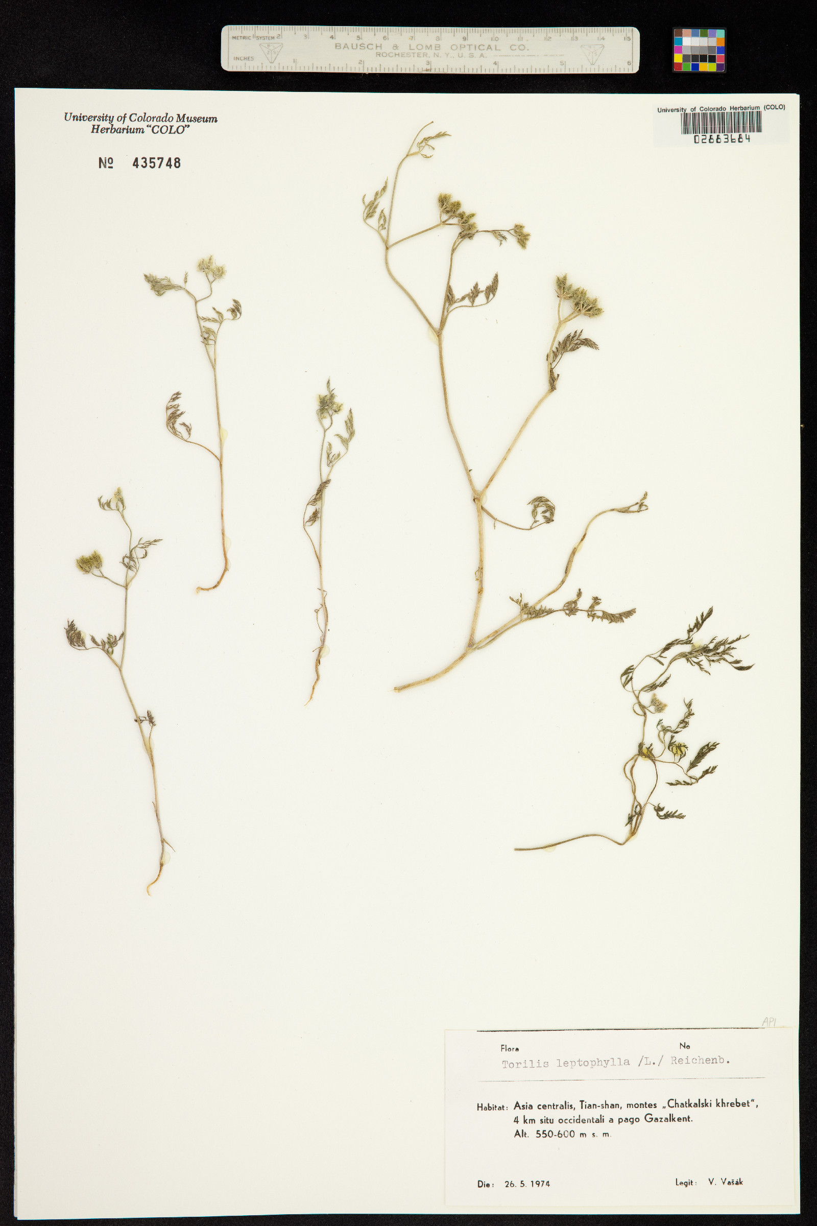 Torilis leptophylla image