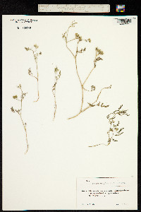 Image of Torilis leptophylla