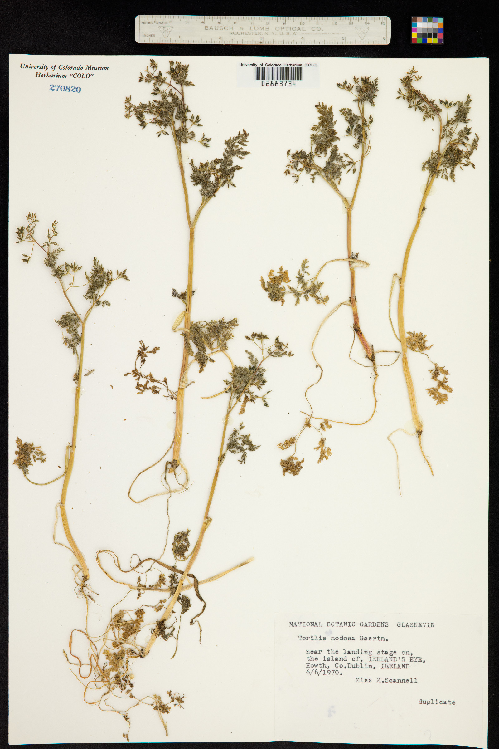 Torilis nodosa image