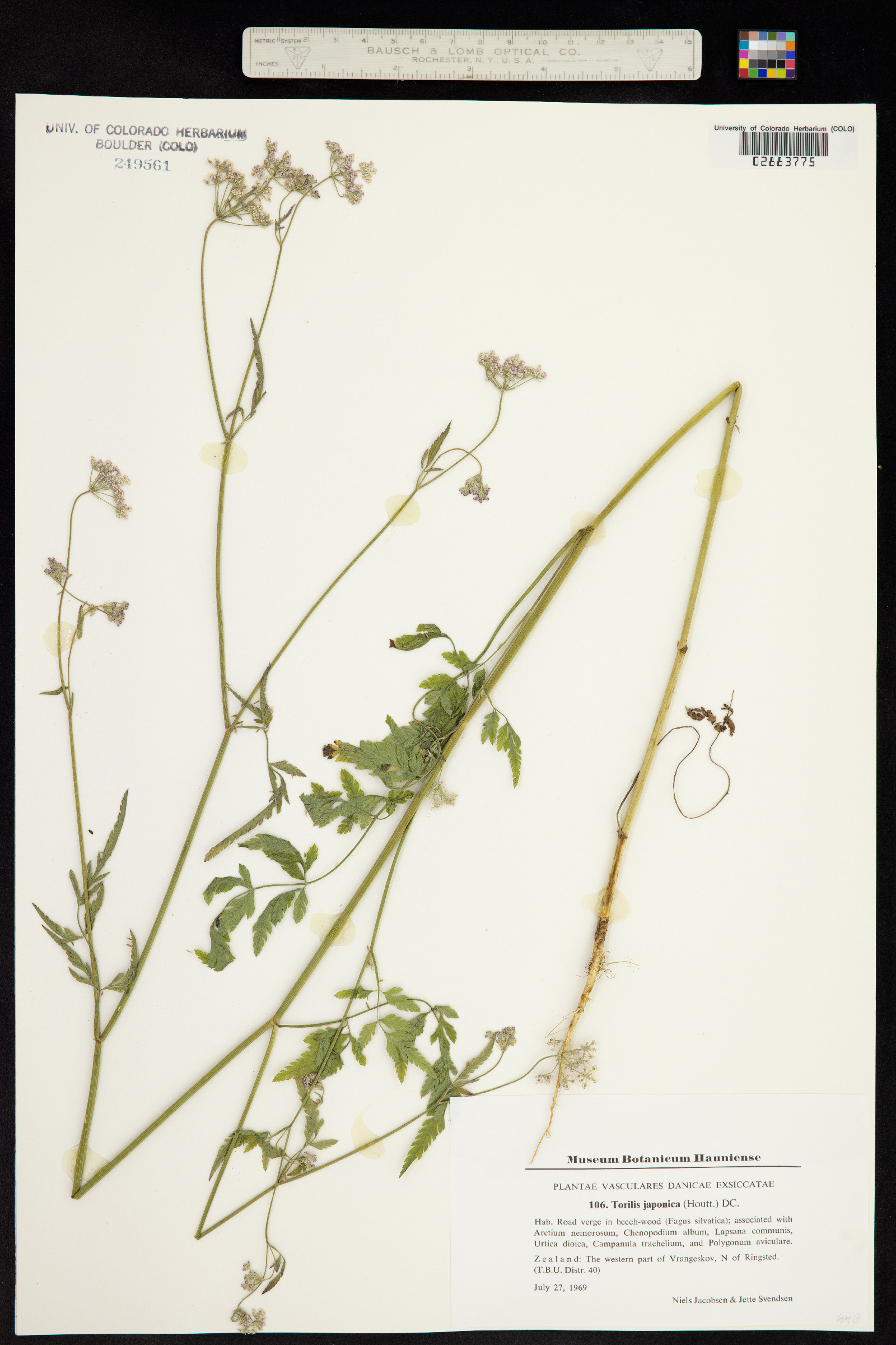 Torilis japonica image