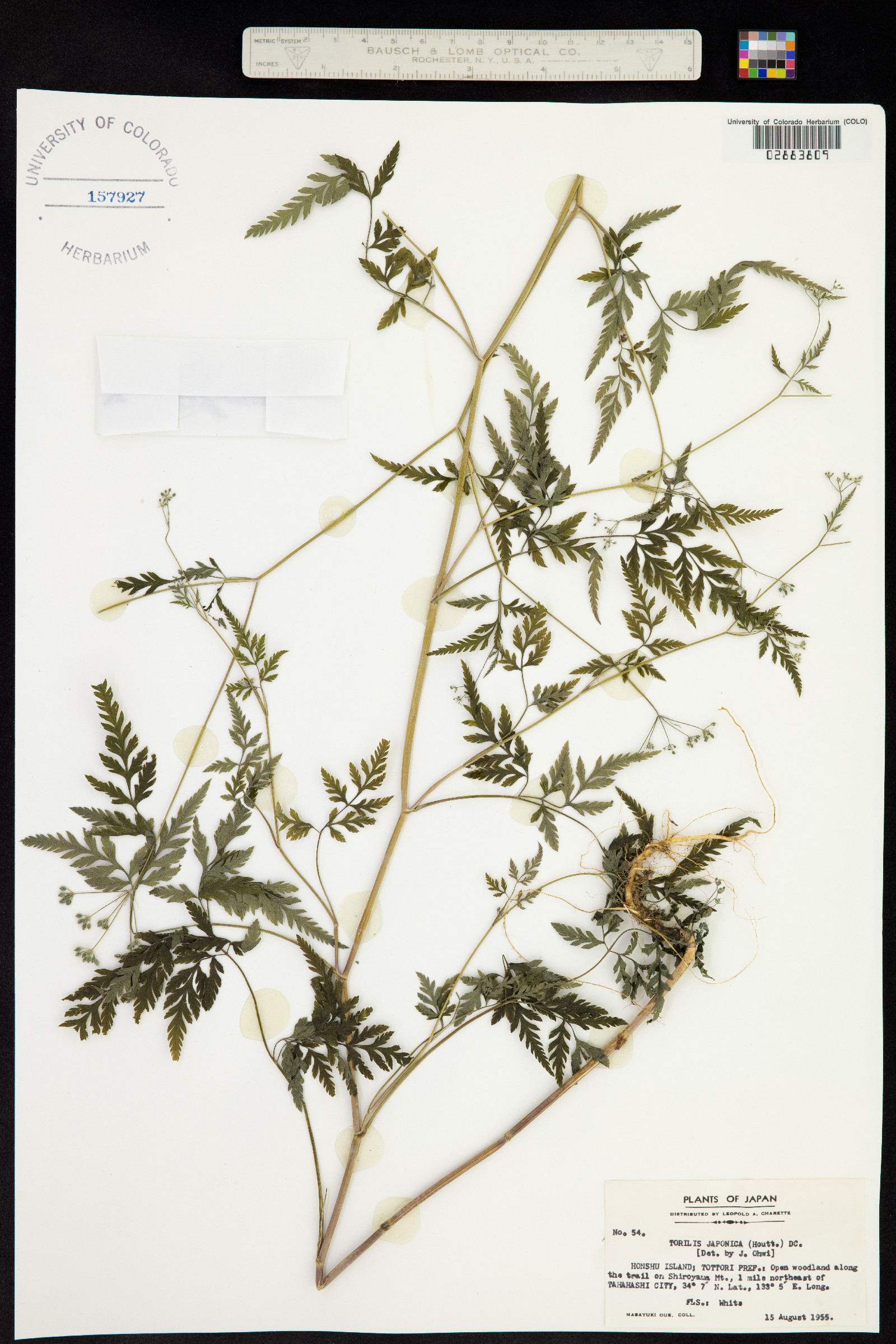Torilis japonica image