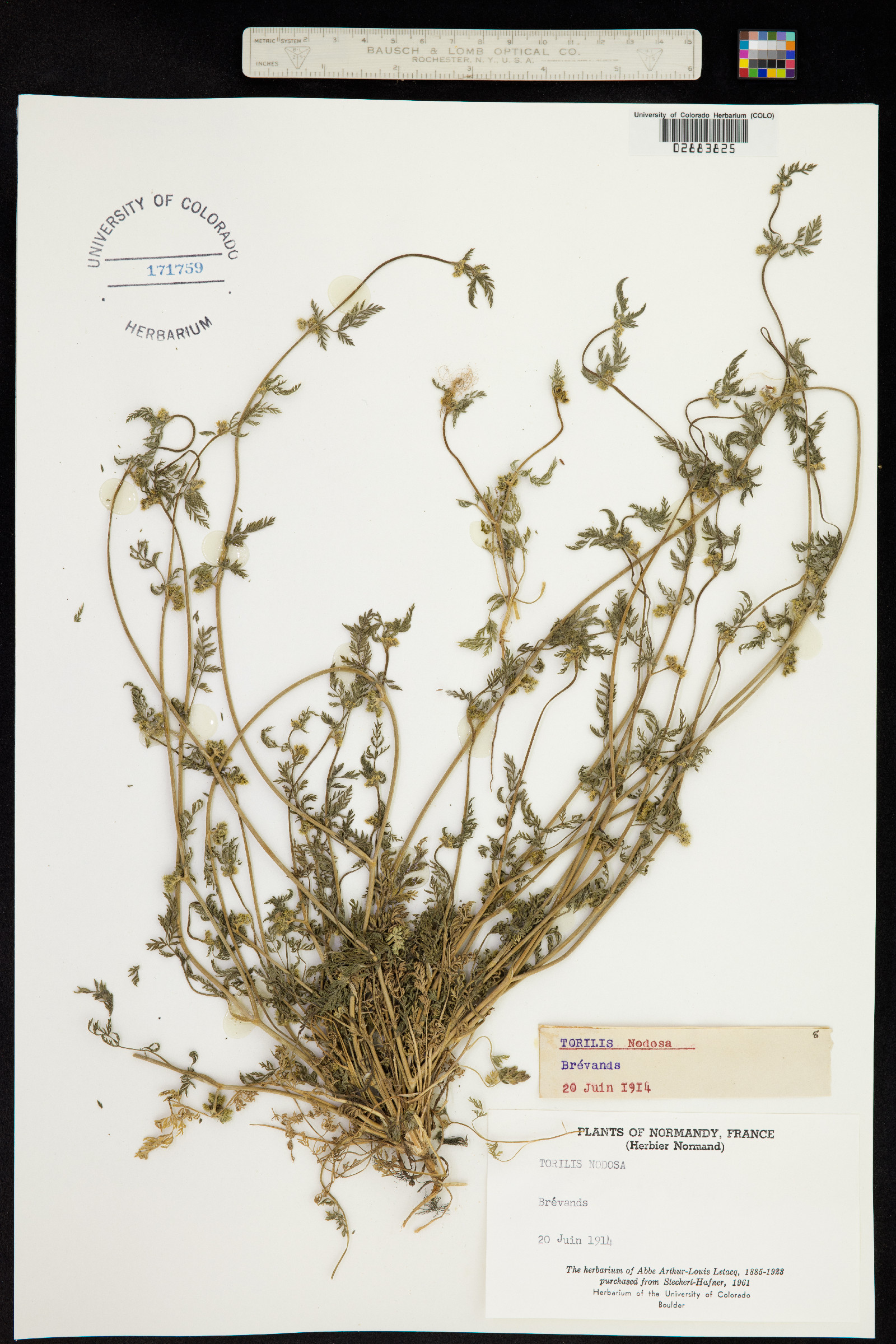 Torilis nodosa image