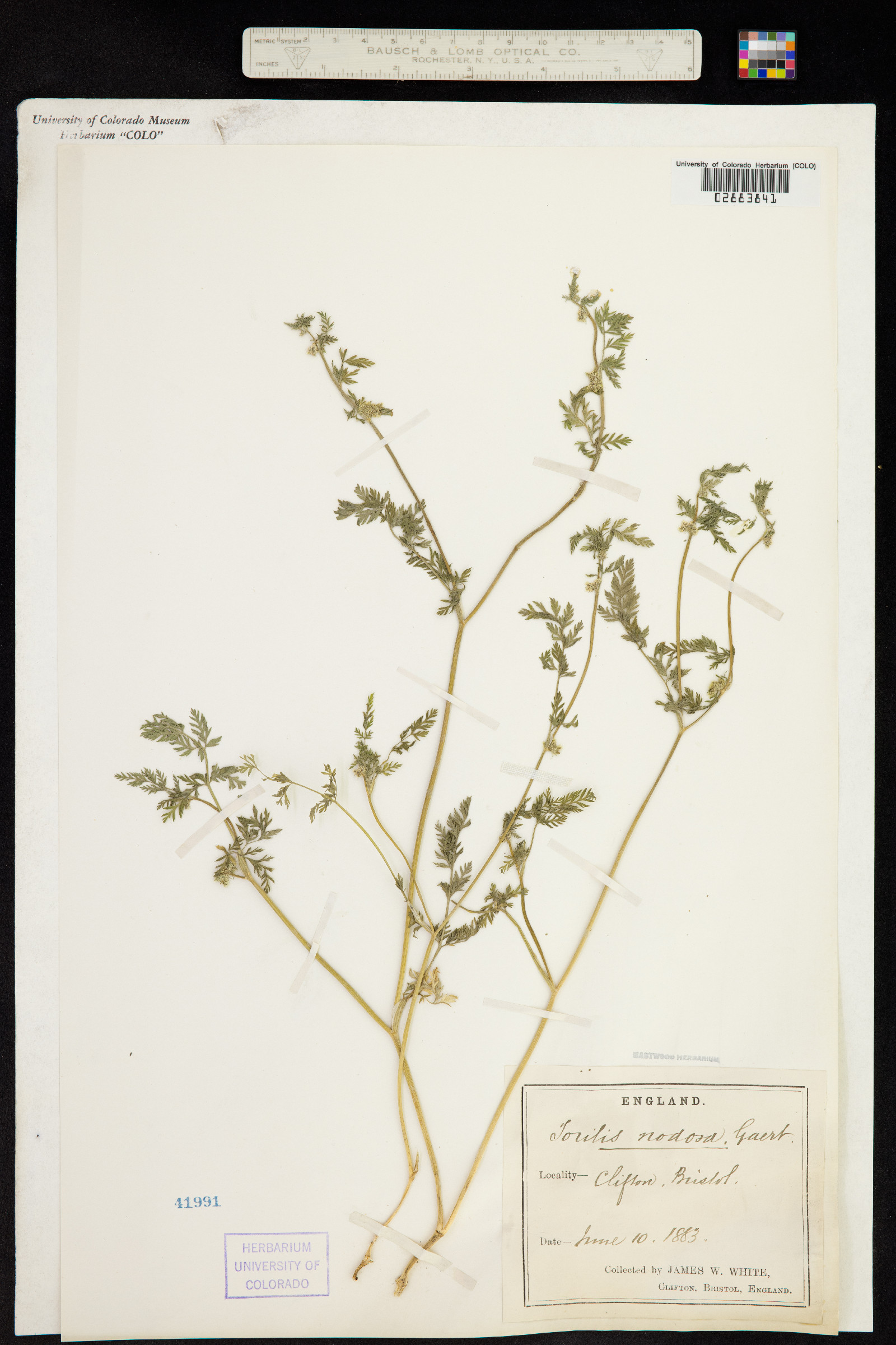 Torilis nodosa image