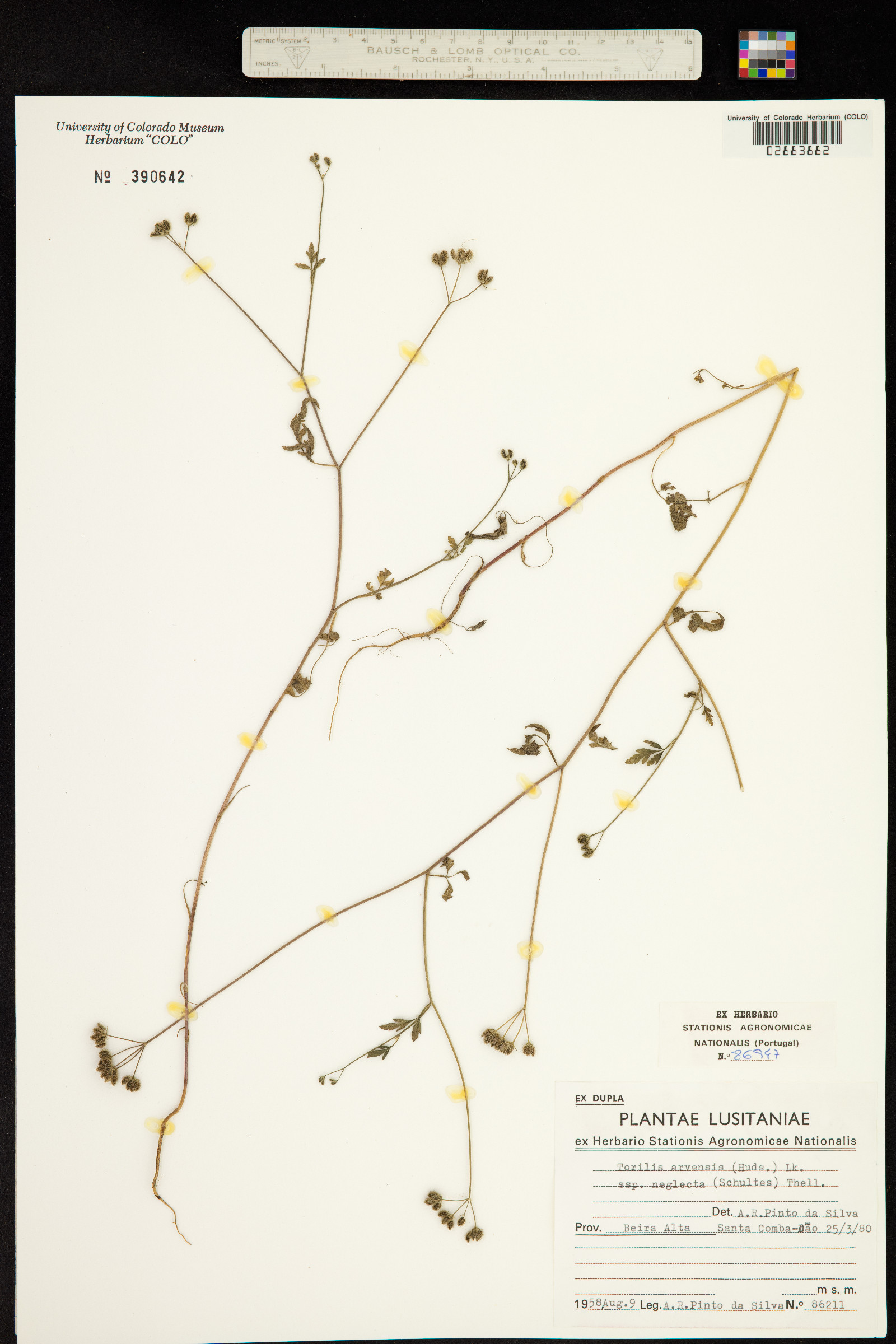 Torilis arvensis image