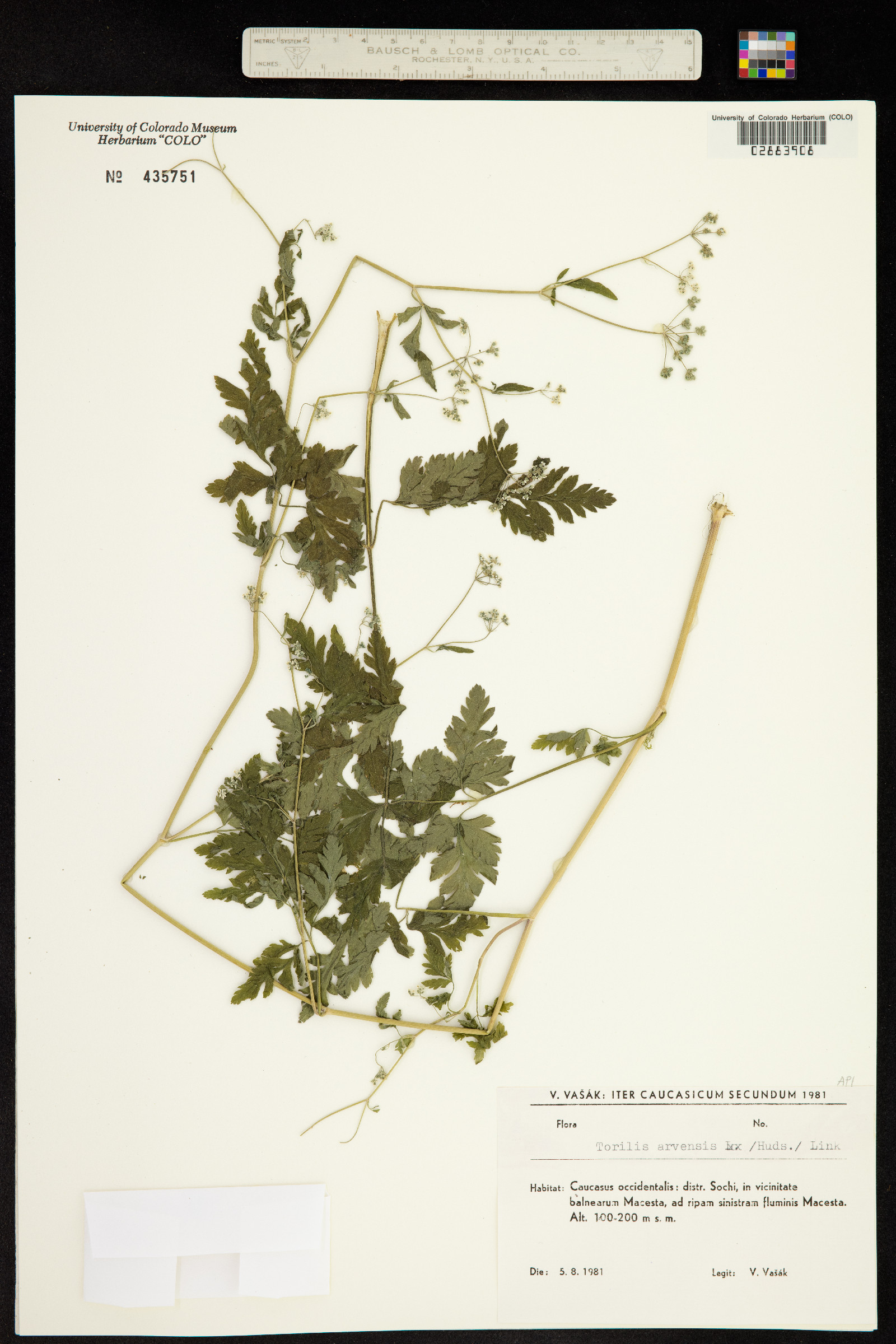 Torilis arvensis image