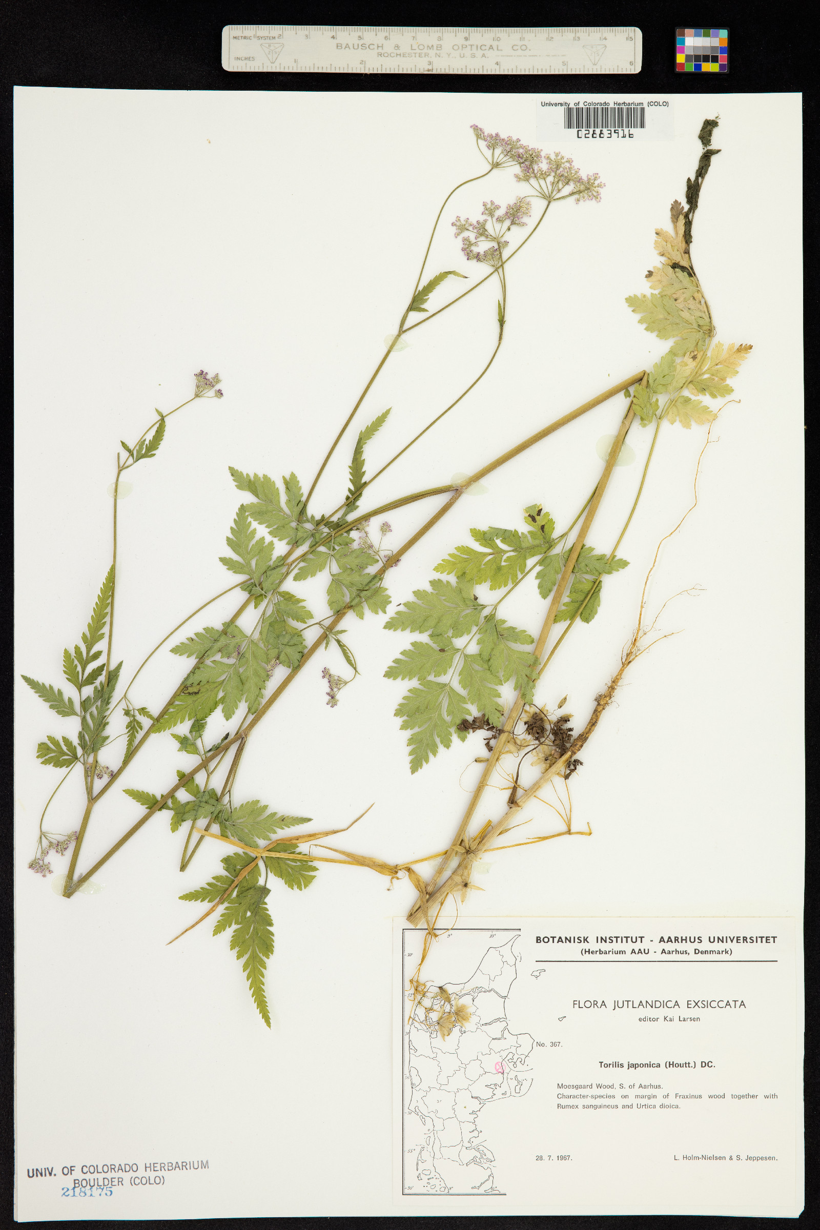 Torilis japonica image