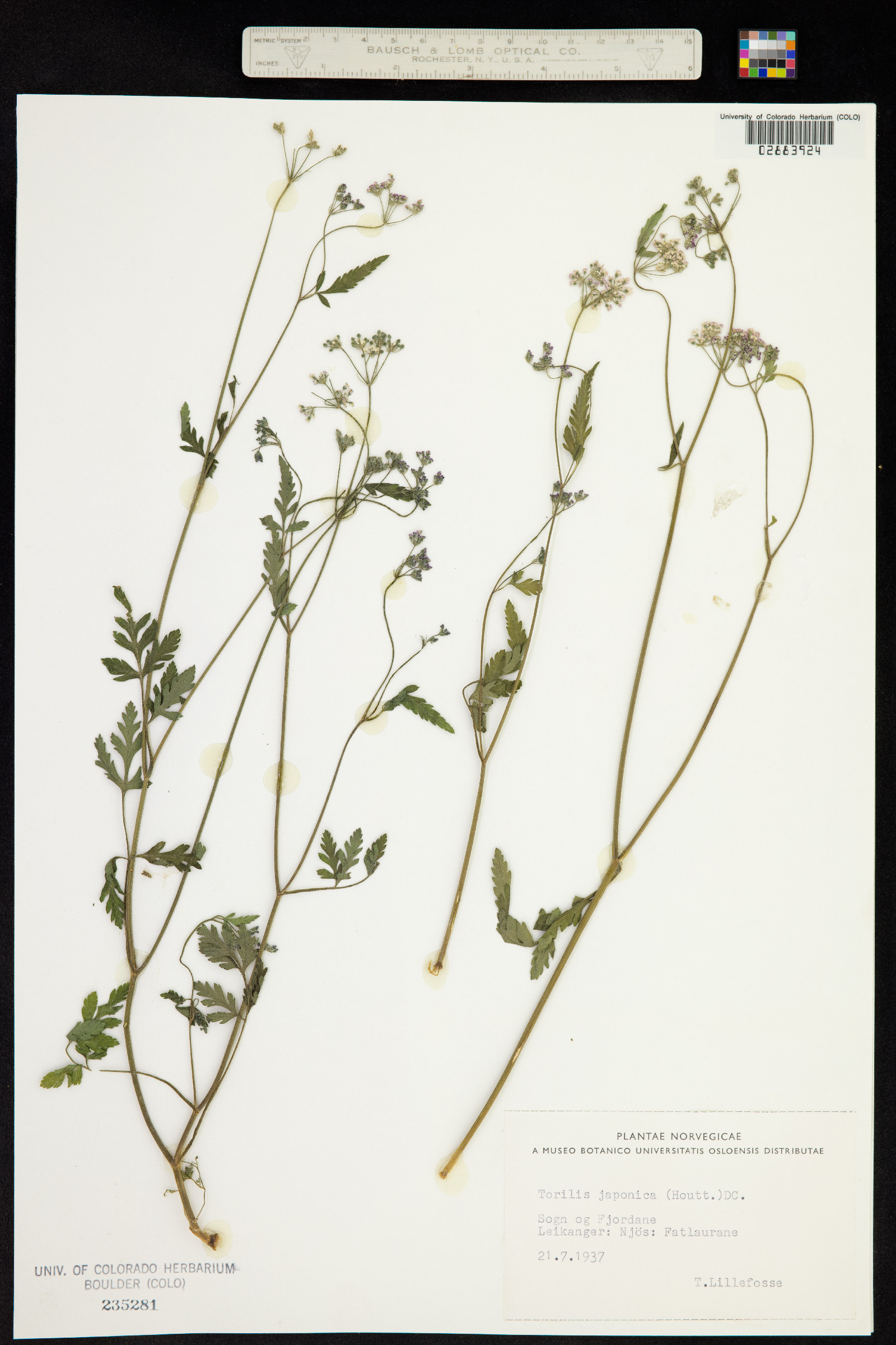 Torilis japonica image