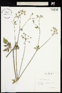Image of Torilis japonica