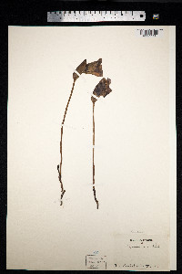Image of Aeginetia indica