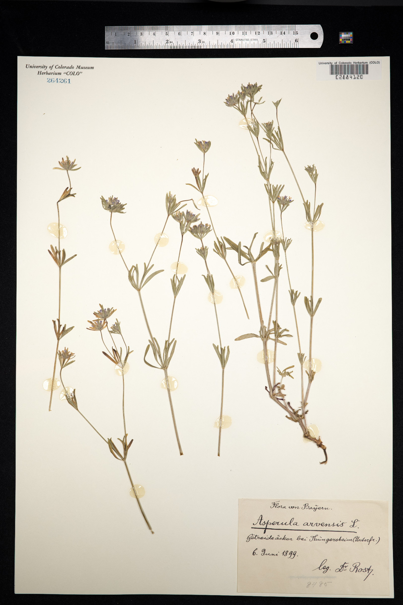 Asperula arvensis image