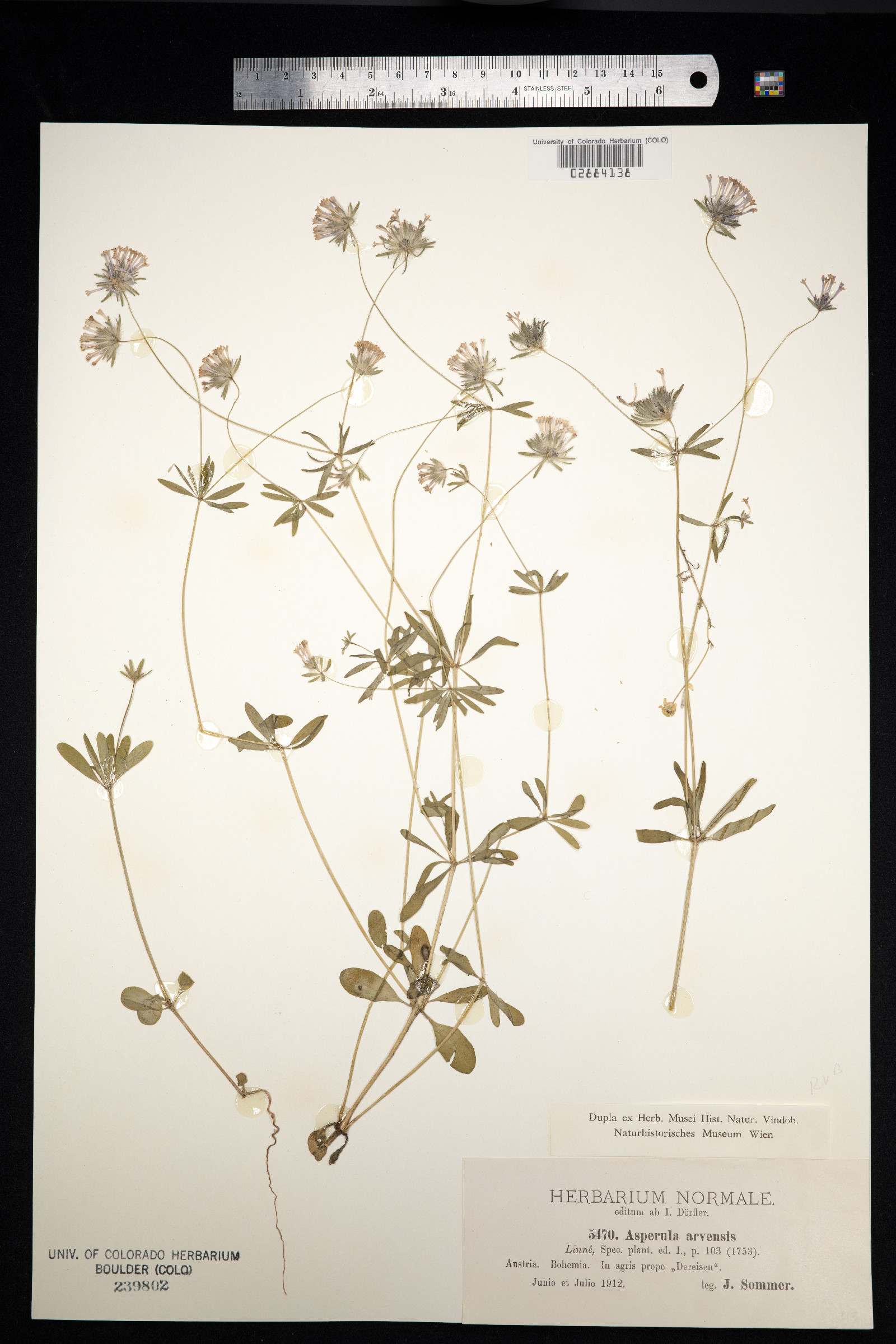 Asperula arvensis image