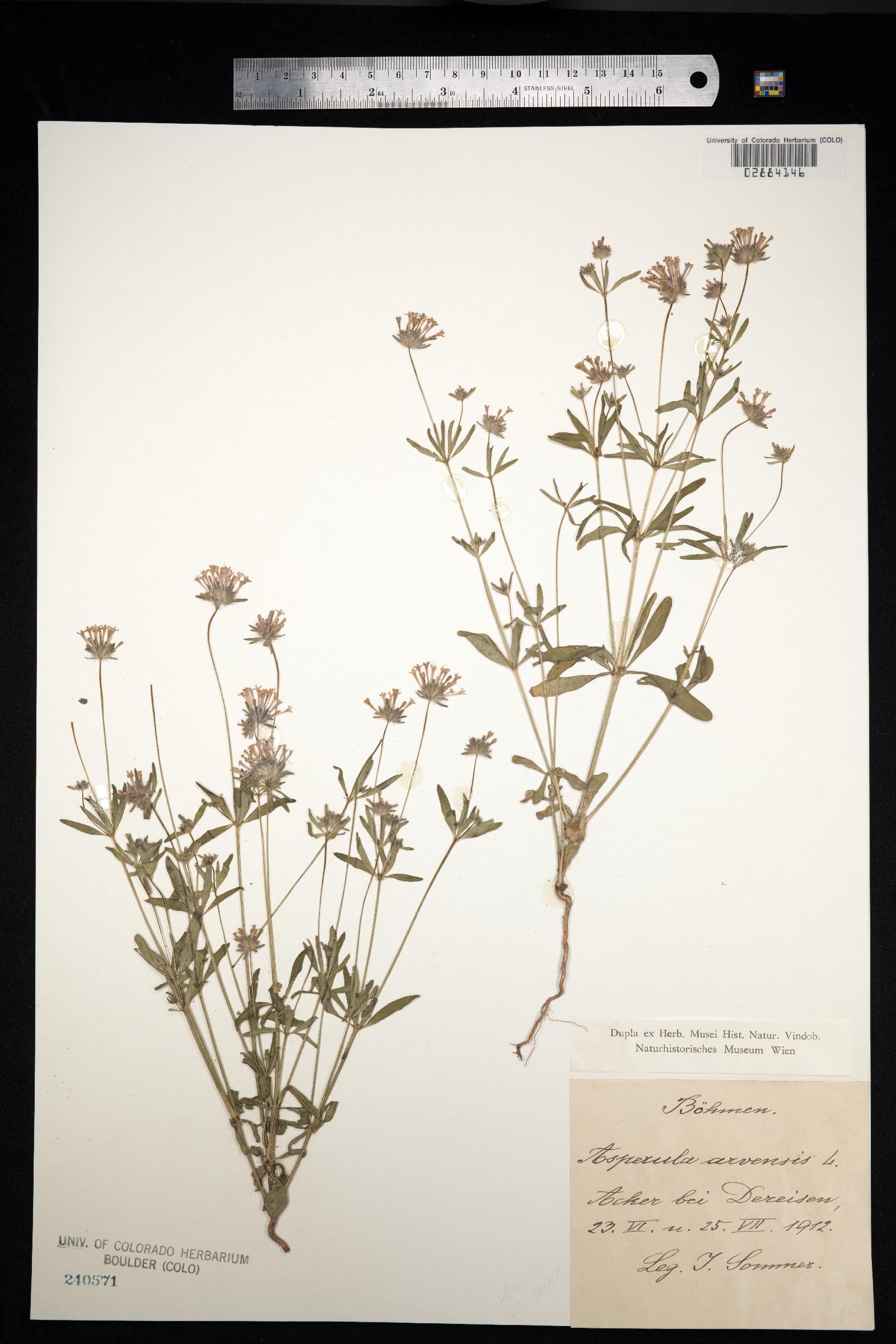Asperula arvensis image