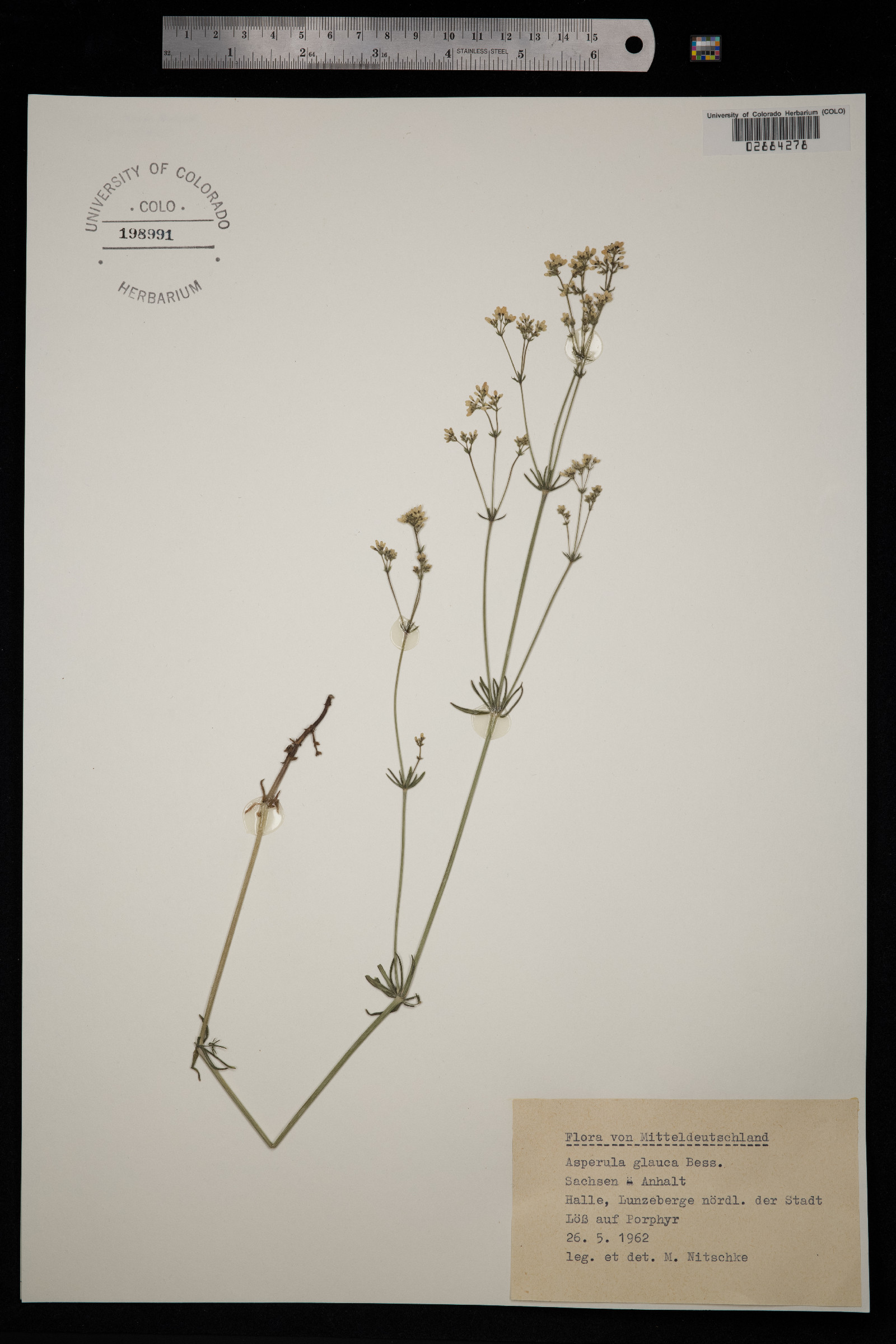 Galium glaucum image