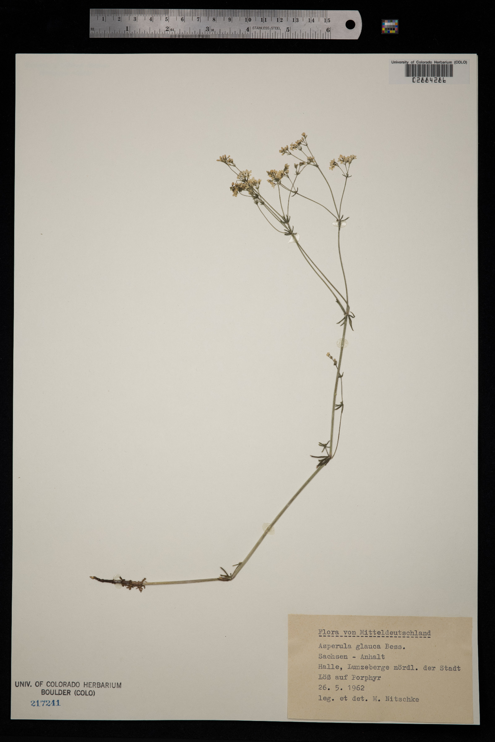 Galium glaucum image