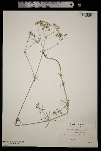 Galium glaucum image