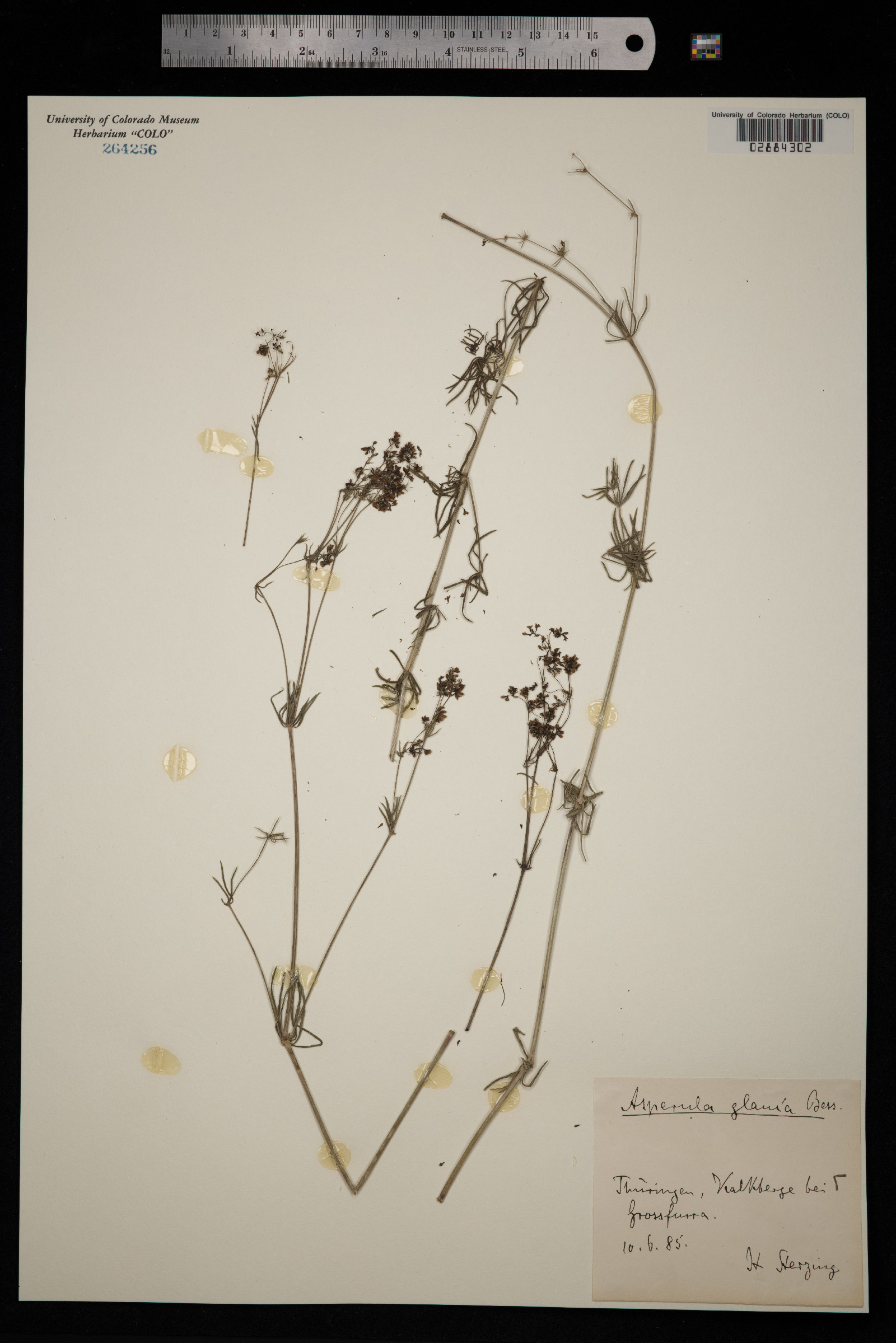 Galium glaucum image