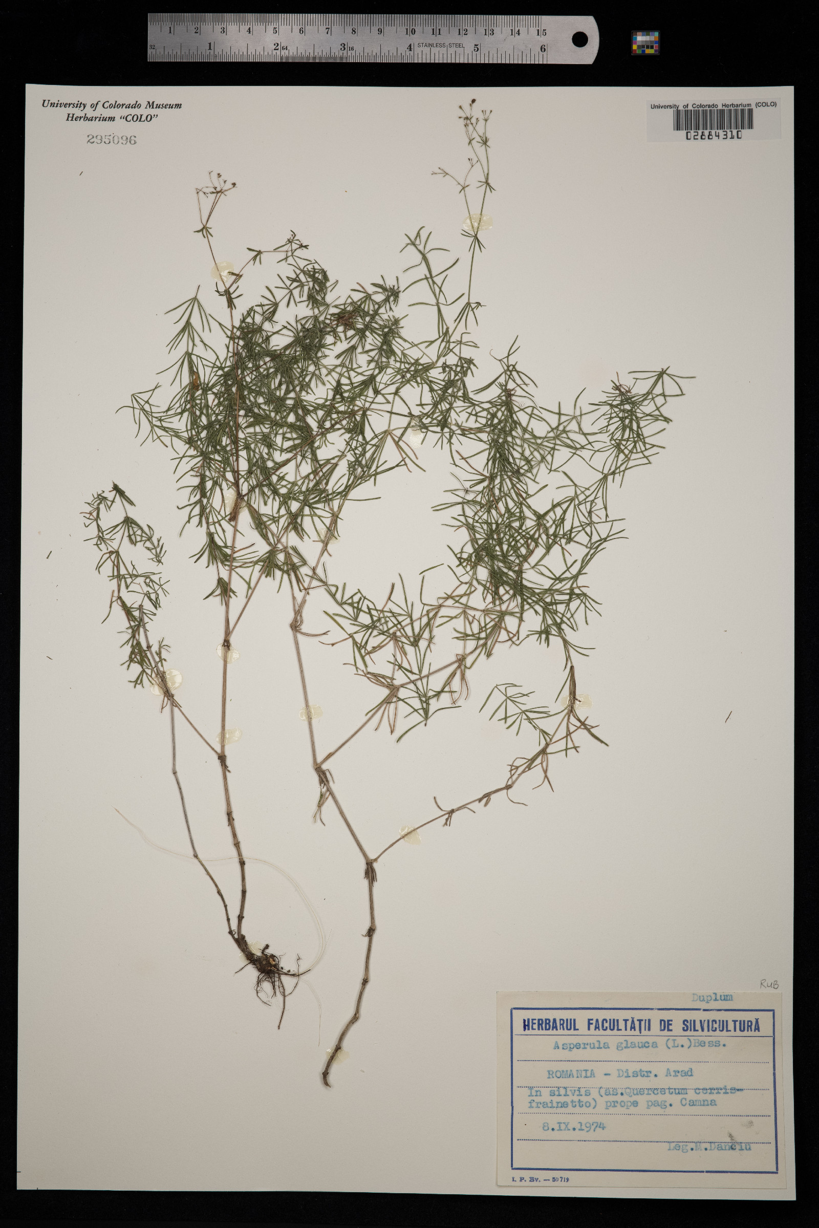 Galium glaucum image
