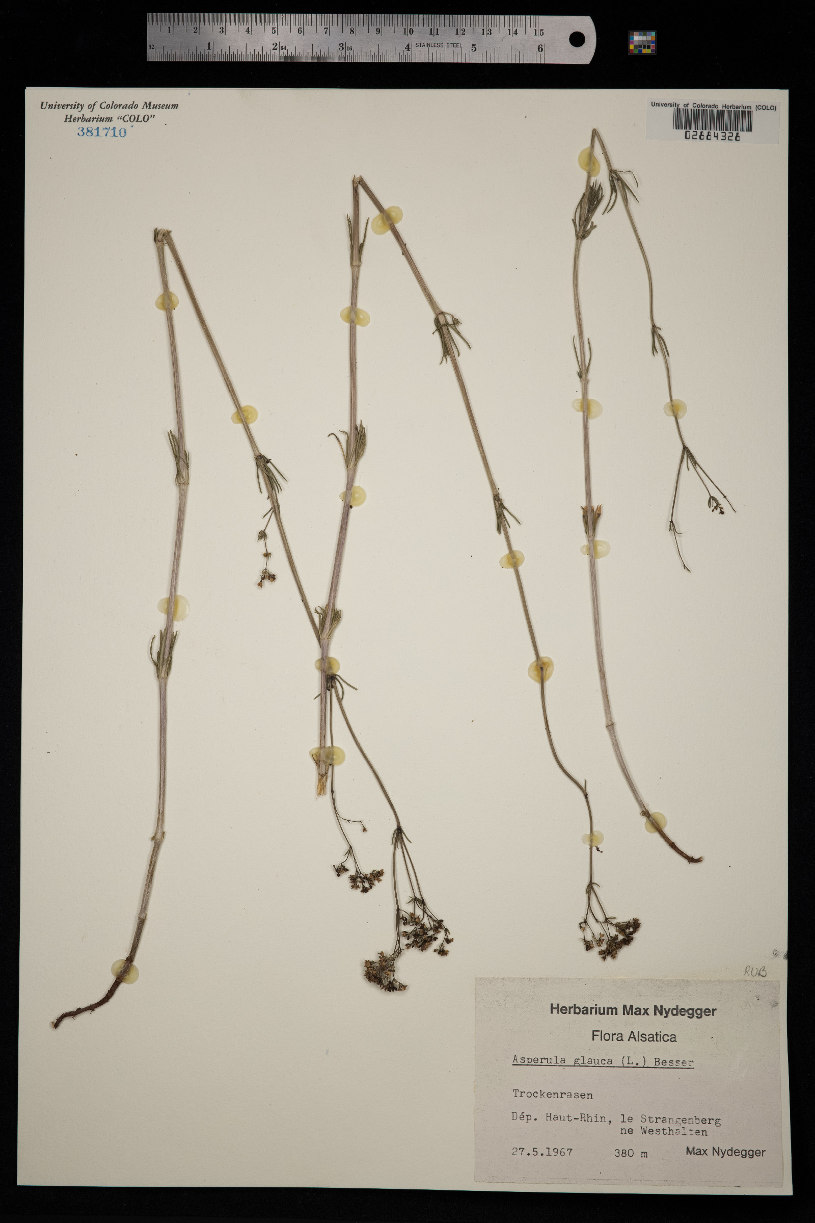 Galium glaucum image