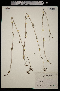 Galium glaucum image