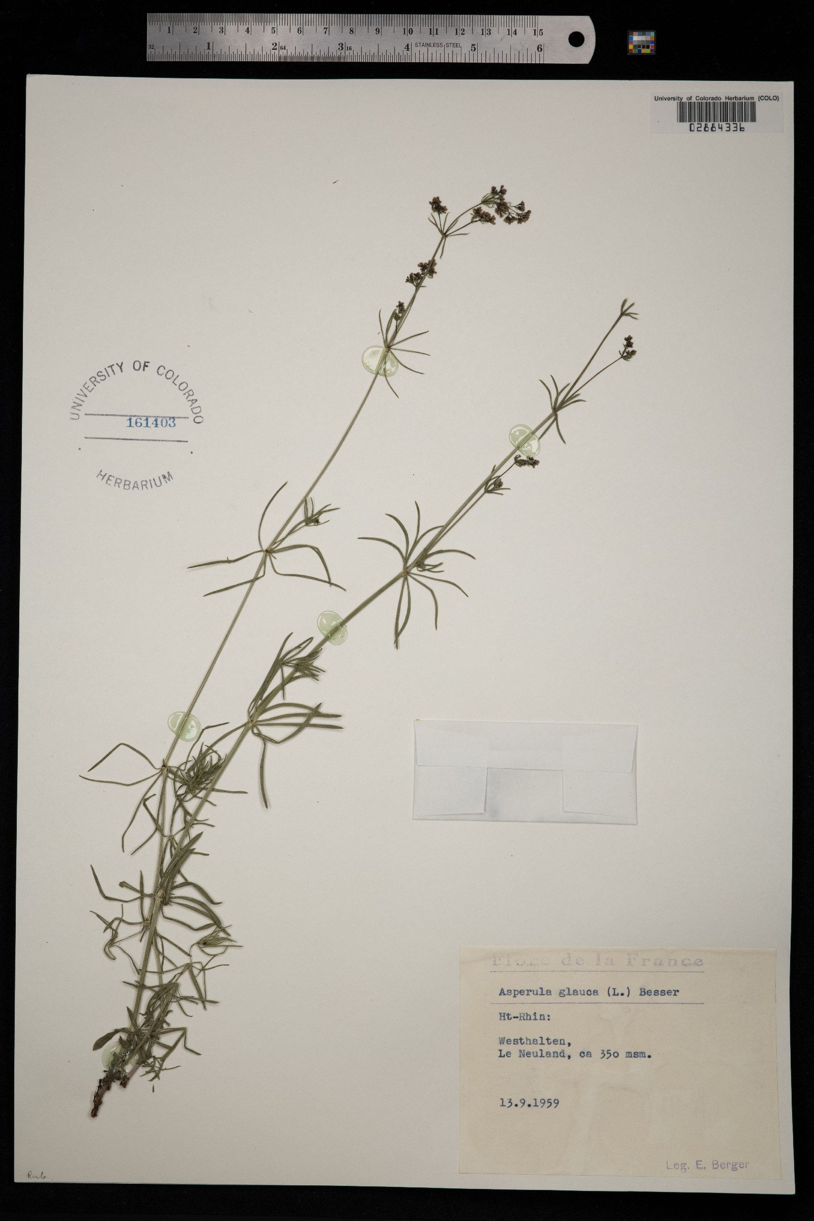 Galium glaucum image