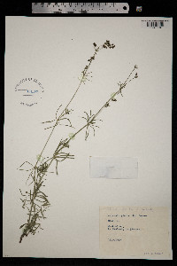 Image of Galium glaucum