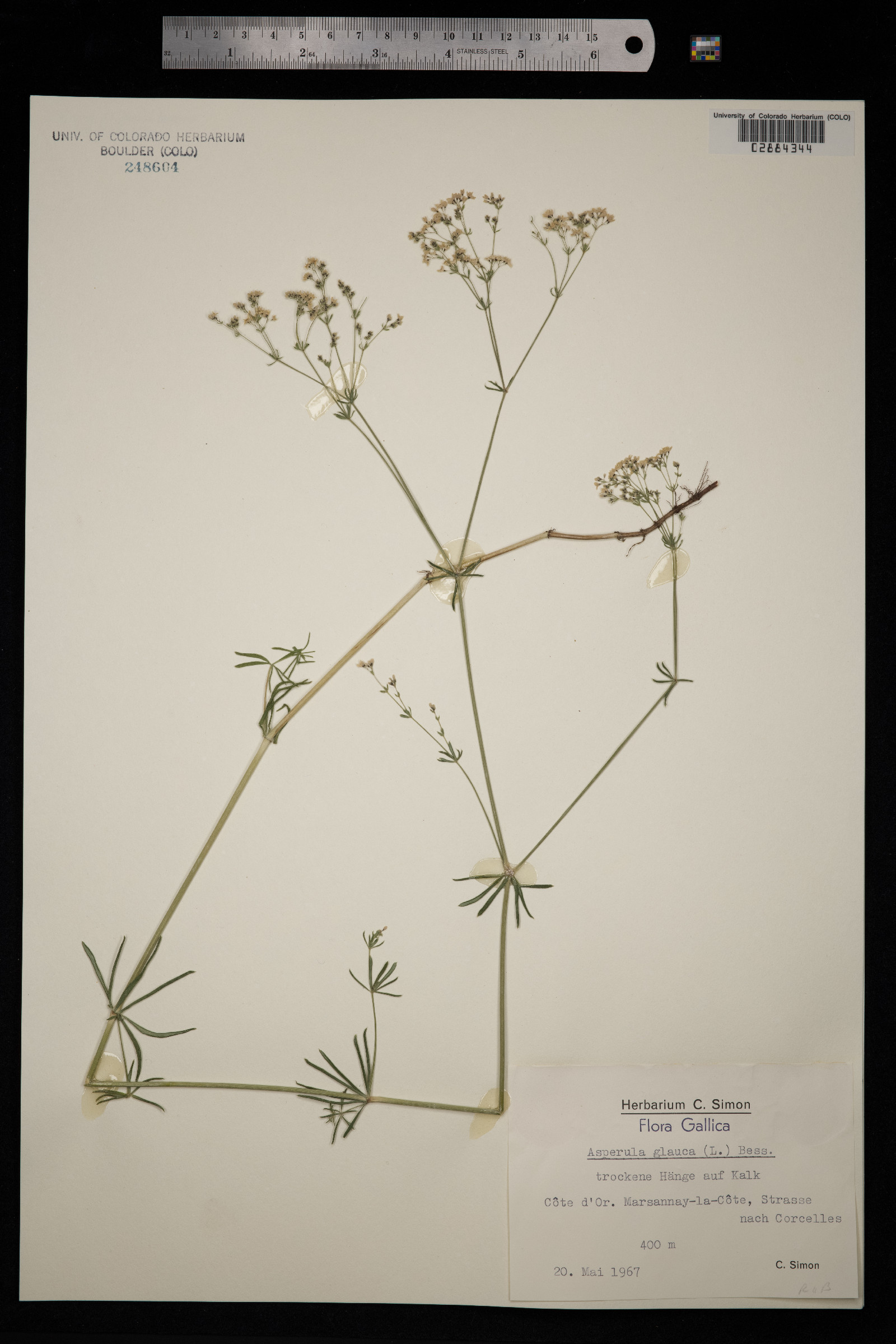 Galium glaucum image