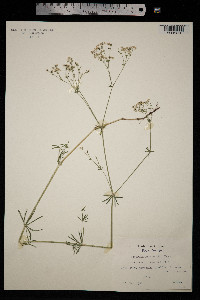 Galium glaucum image