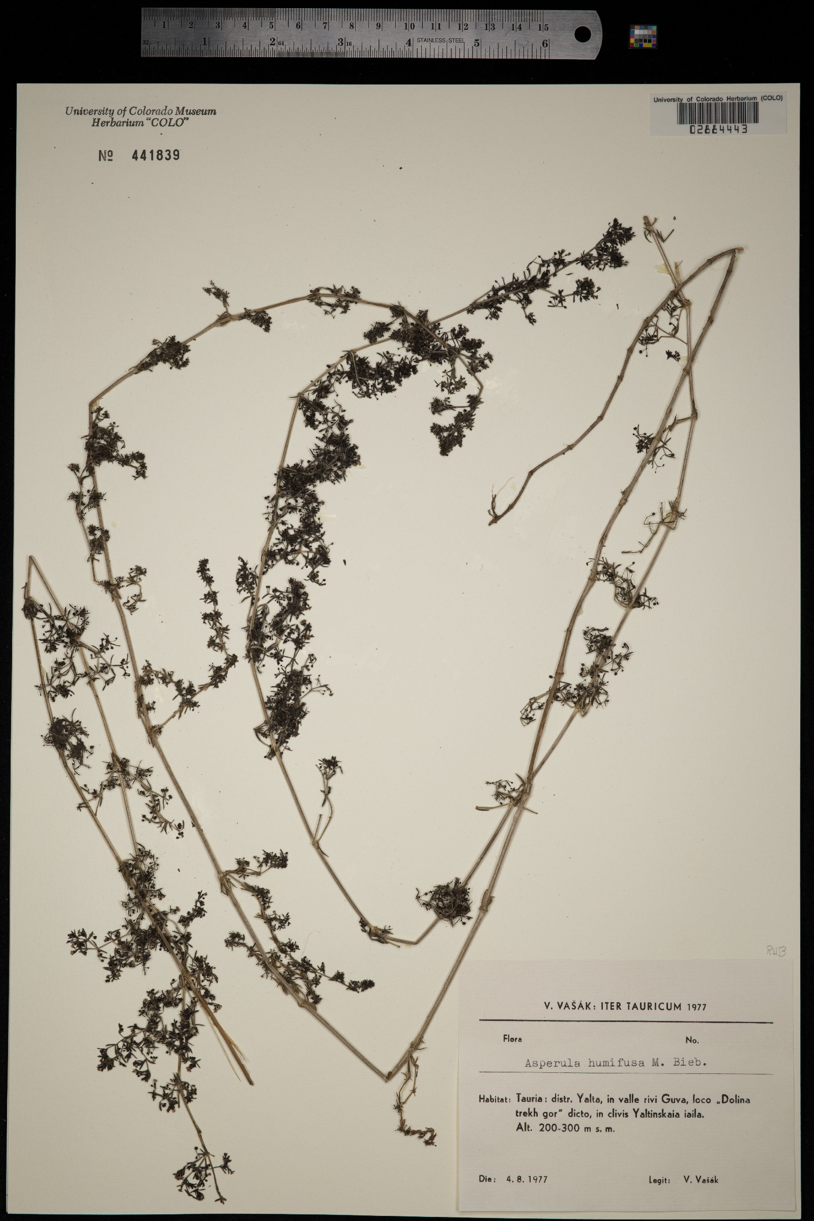 Galium humifusum image