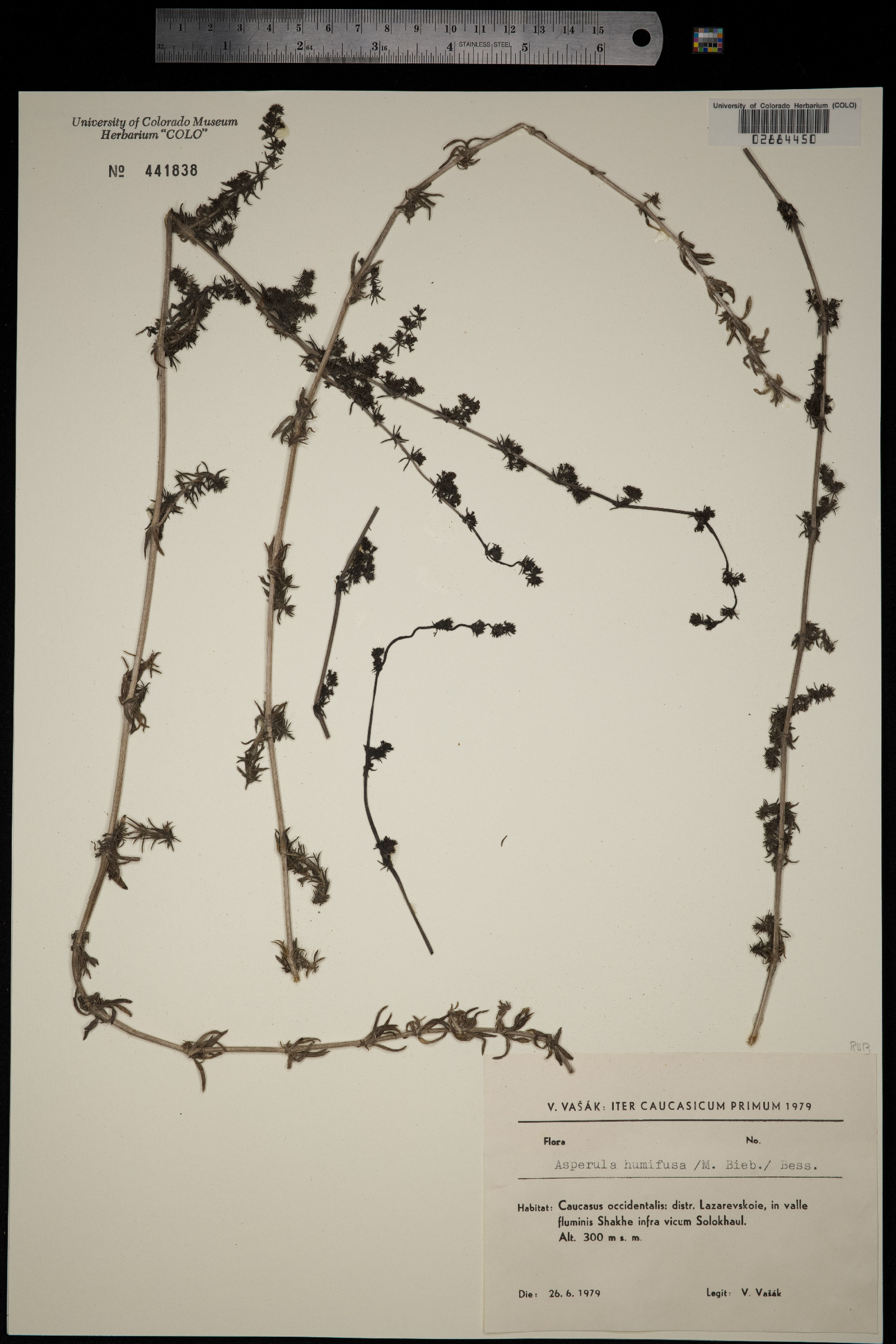 Galium humifusum image