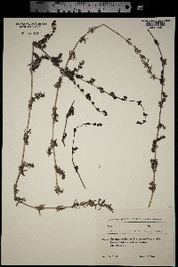 Galium humifusum image