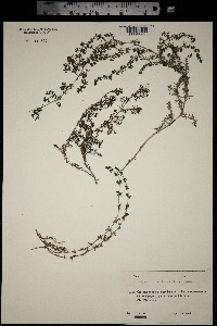 Galium humifusum image