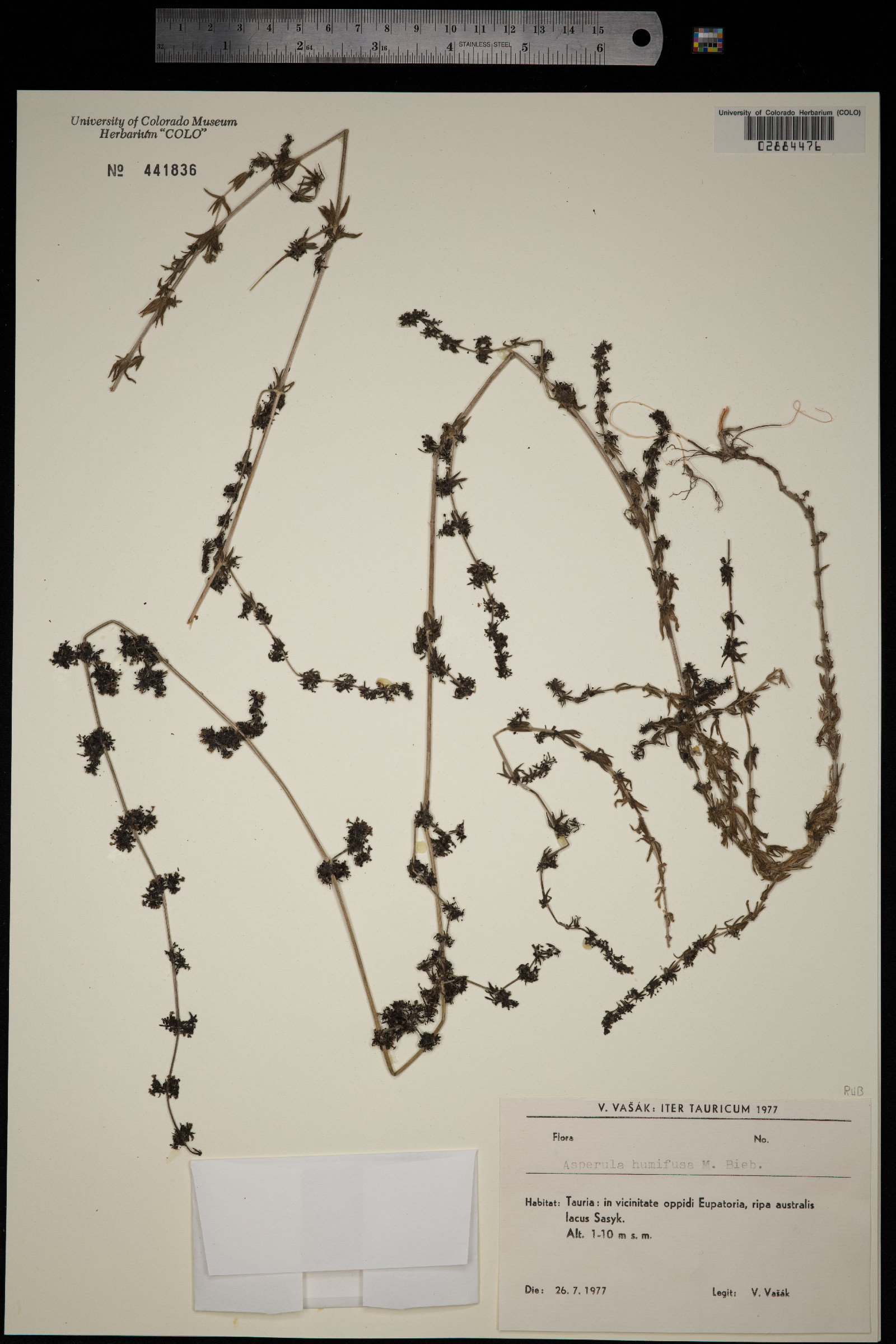Galium humifusum image