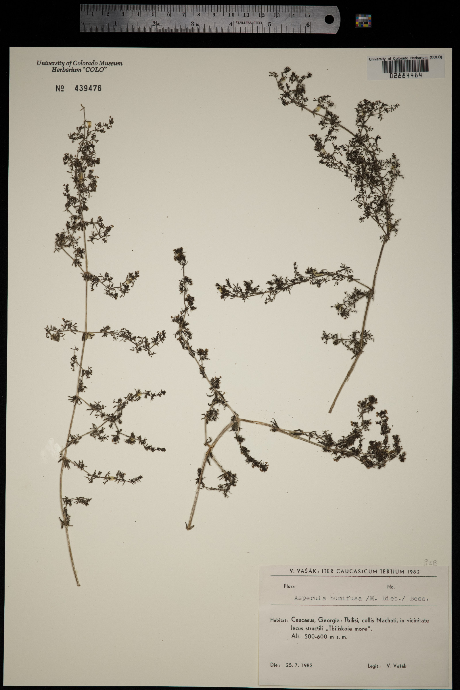 Galium humifusum image