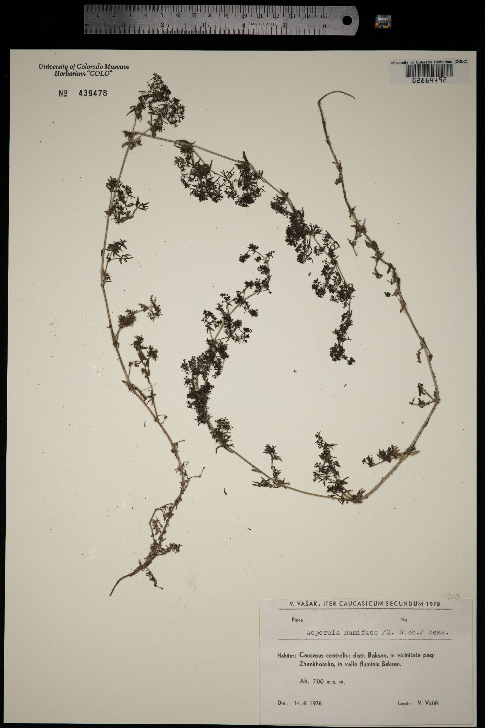 Galium humifusum image