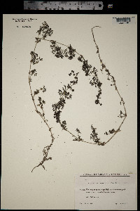 Galium humifusum image